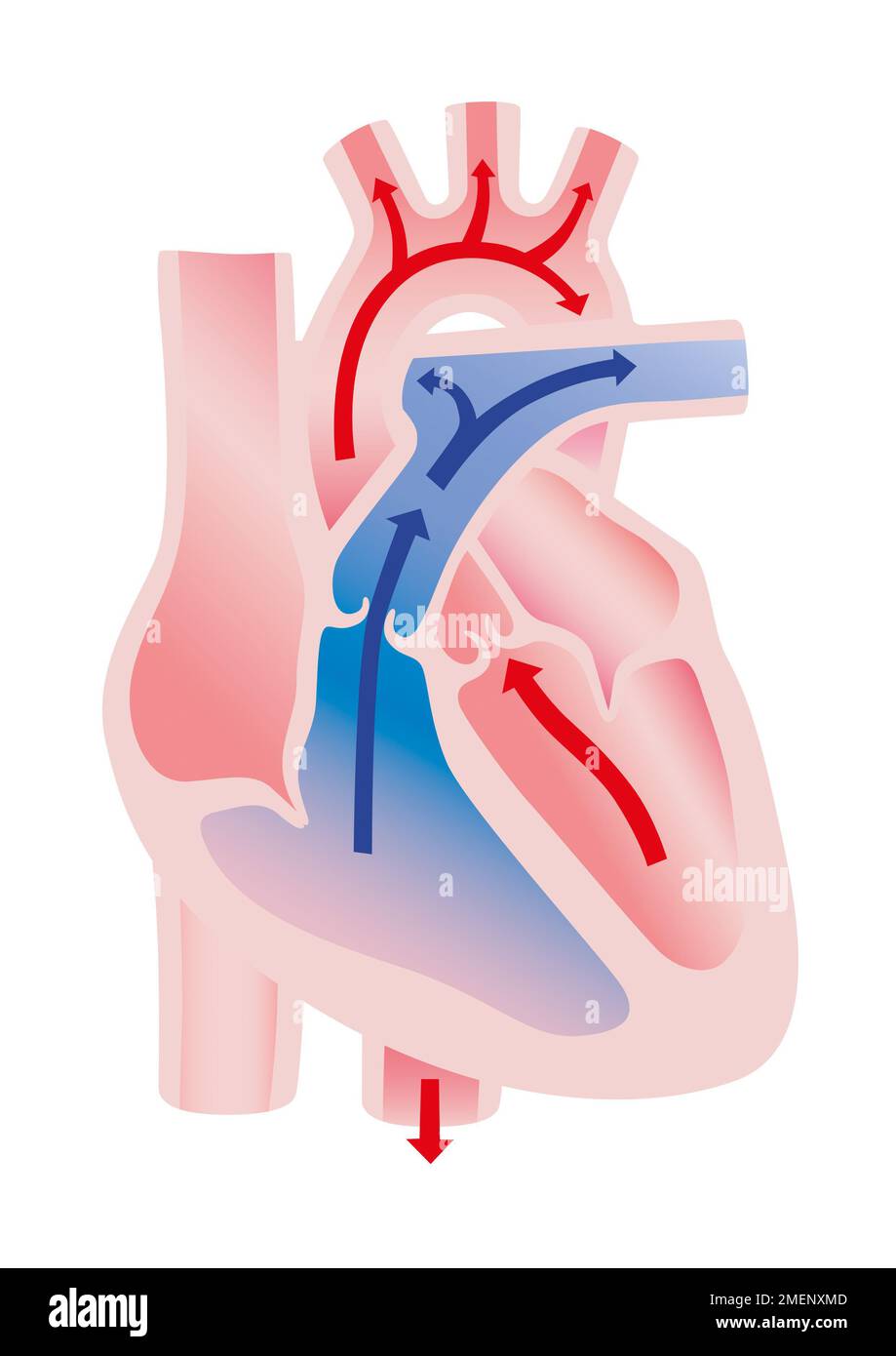 Heart out Final illustration Stock Photo
