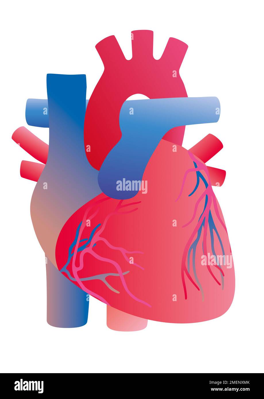 Heart Complete Final illustration Stock Photo