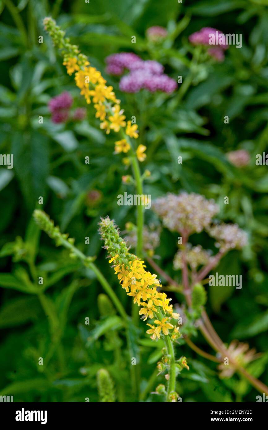 Agrimonia eupatoria (Common Agrimony) bearing tiny yellow flowers on long stem, close-up Stock Photo
