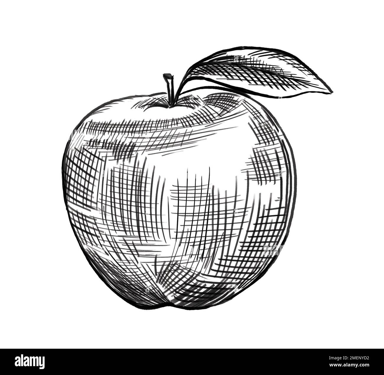 Apple shaded with hatching technique Stock Photo