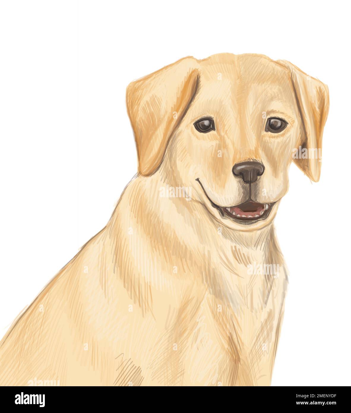 Puppy Lab Dog Drawing