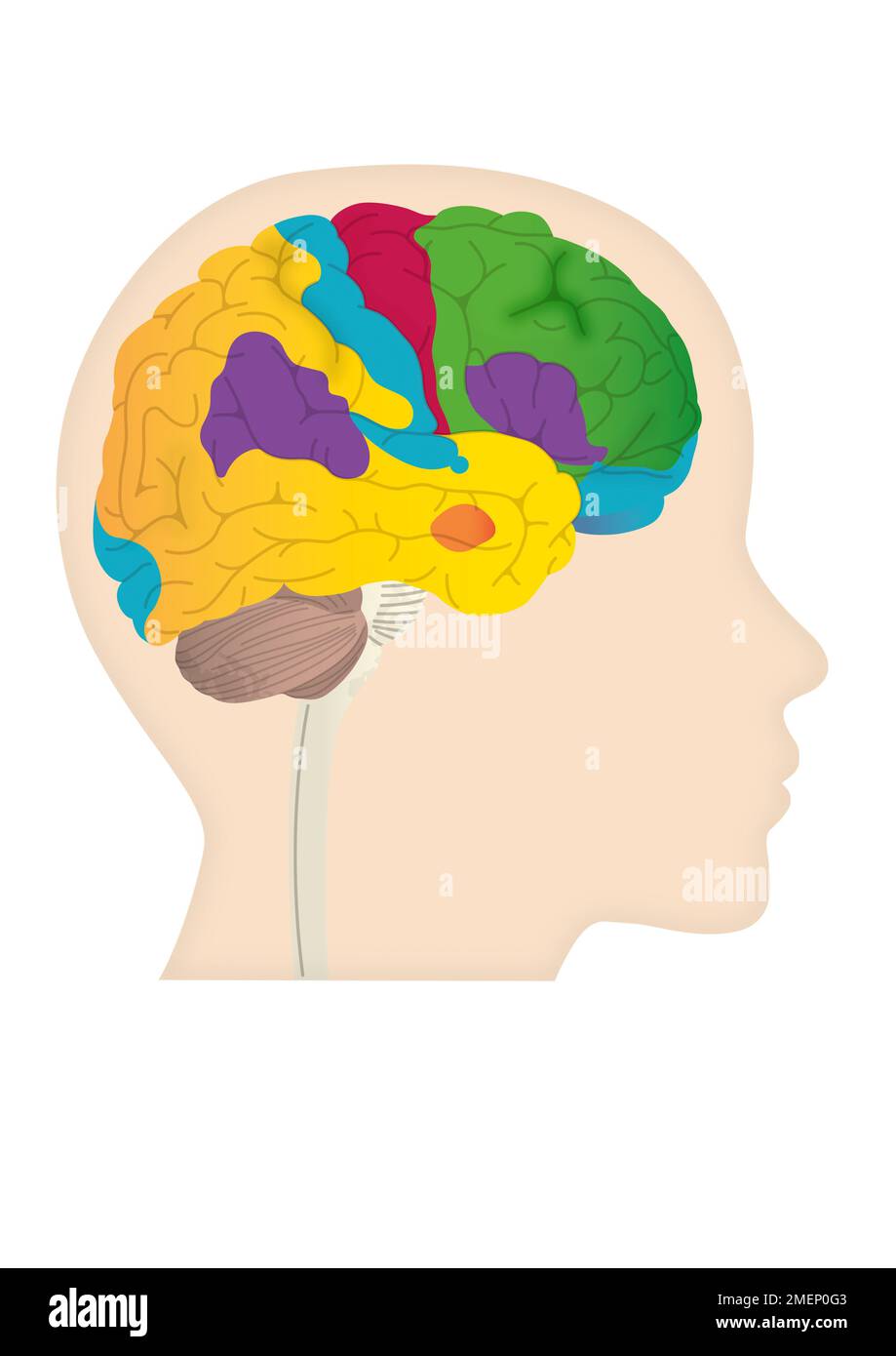 Brain map Stock Photo