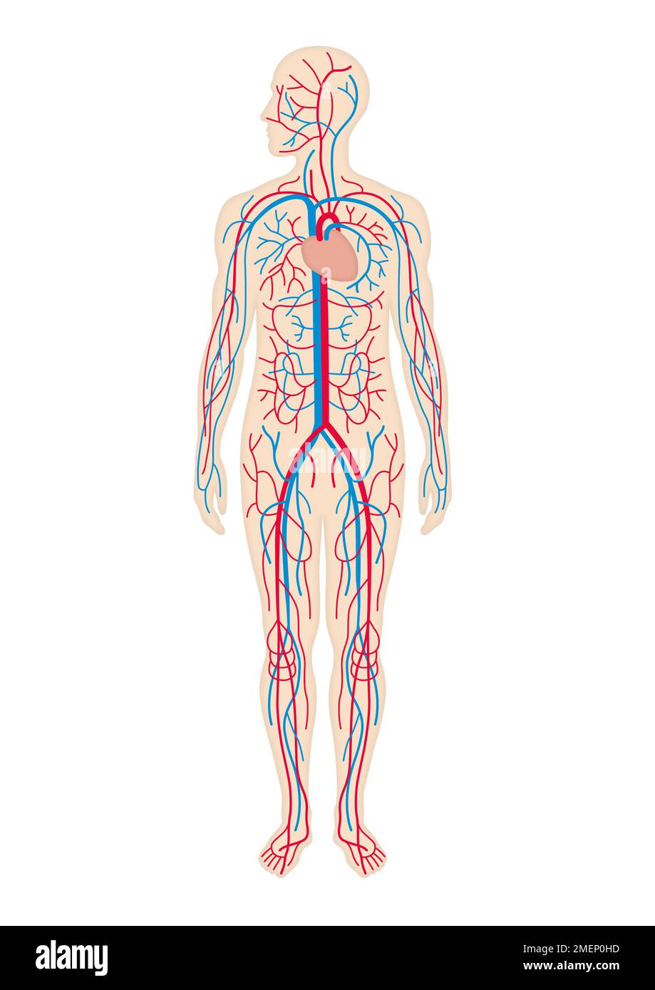 body-blood-system-stock-photo-alamy
