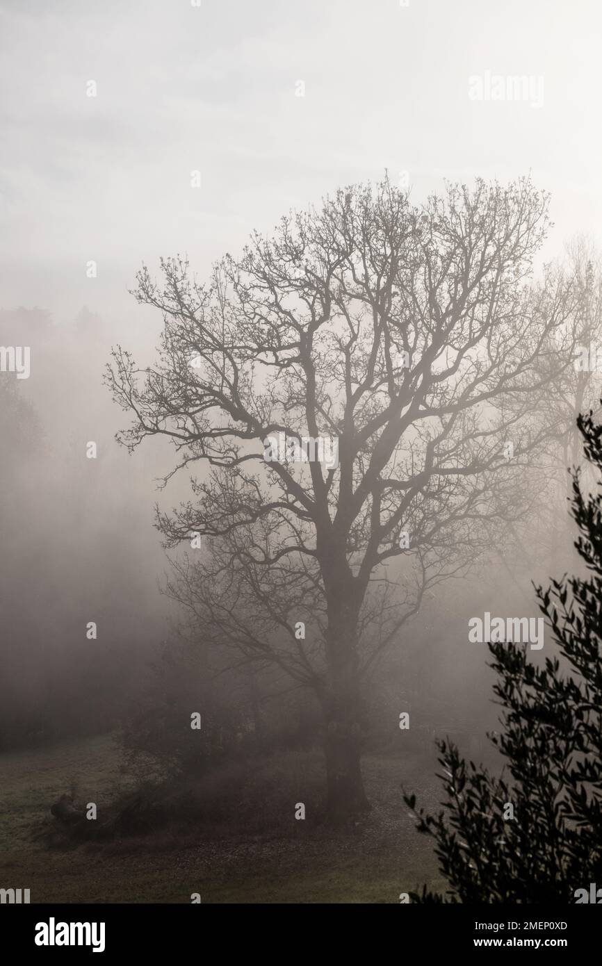 tree shrouded in fog Stock Photo - Alamy