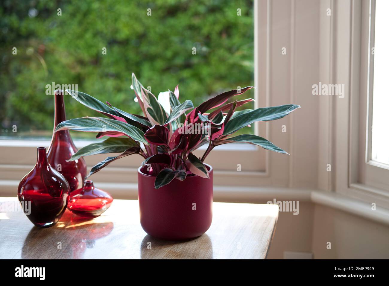 Stromanthe sanguinea 'Triostar' in dark red container on polished wooden table, with coloured glass bottles Stock Photo
