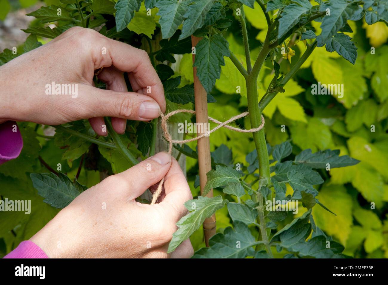 Tying tomato plant to a bamboo cane with garden twine Stock Photo Alamy