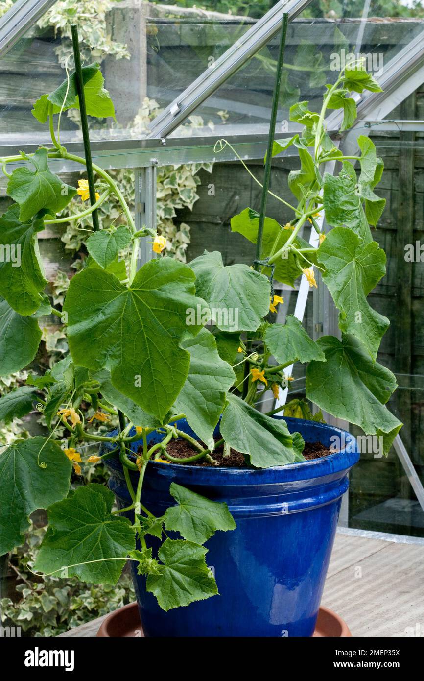 Cucumber plant hires stock photography and images Alamy