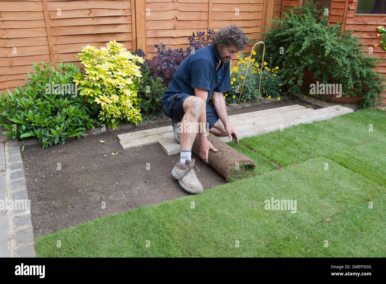 Man rolling out new lawn turf in small garden Stock Photo Alamy