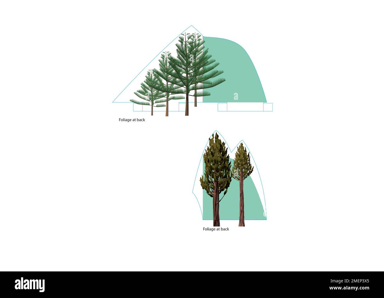 Illustration of two different species of trees Stock Photo Alamy