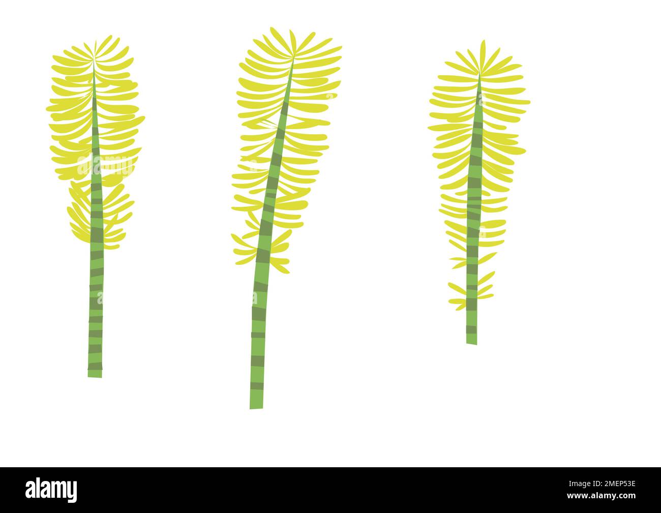 horsetail Stock Photo