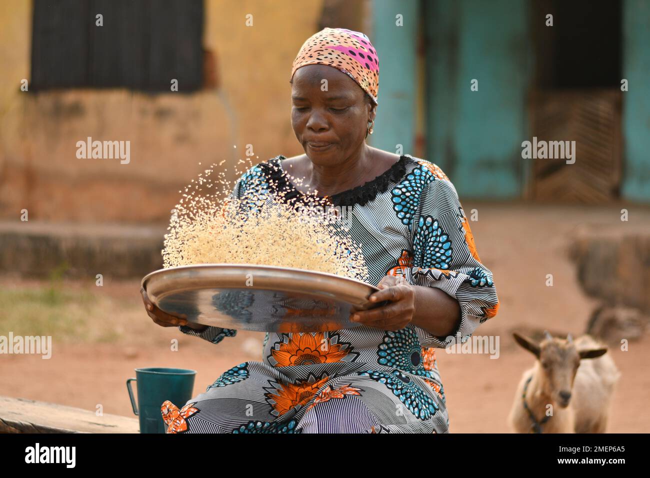 Pickiung Ricer elderly african lady picking rice Stock Photo - Alamy