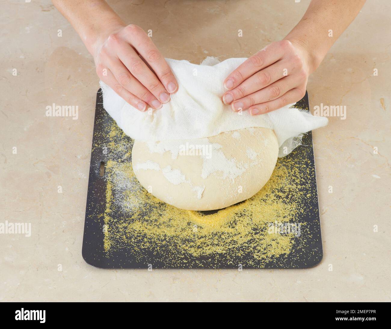 Making Sourdough bread, placing loaf on baking sheet covered in polenta
