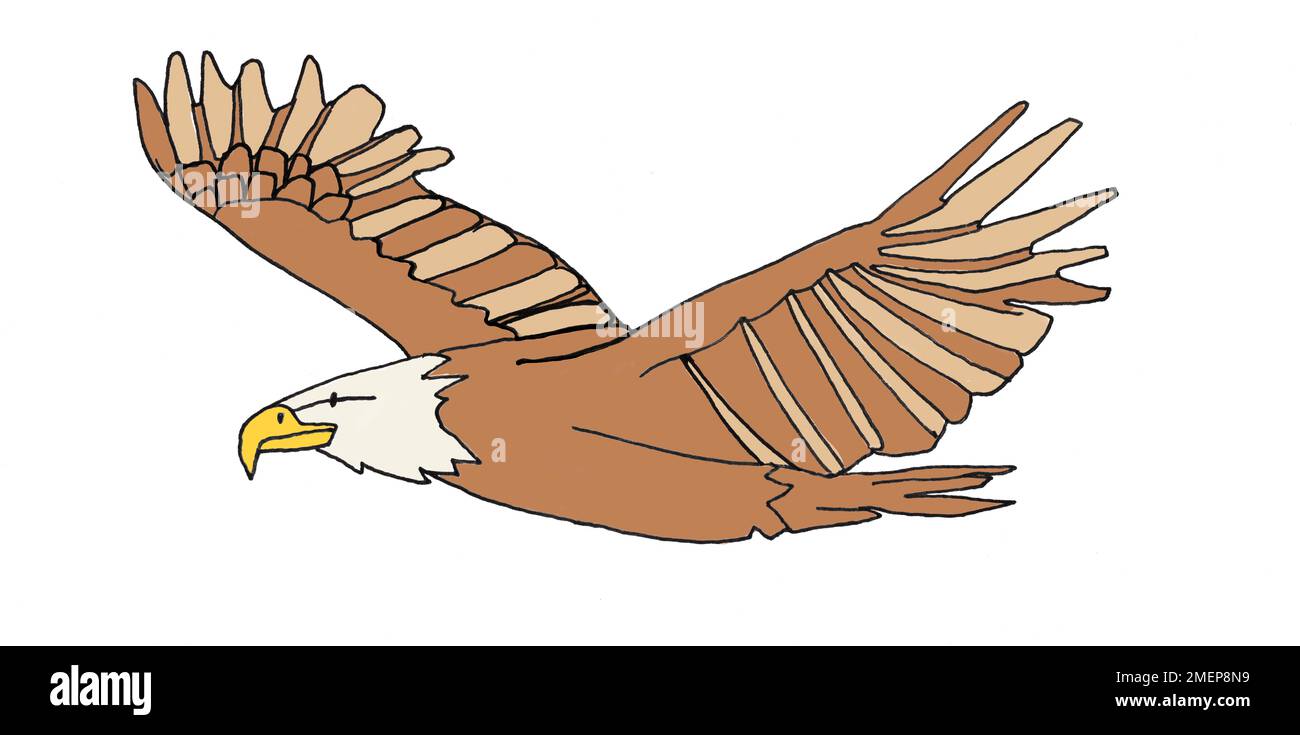 Illustration of an eagle Stock Photo