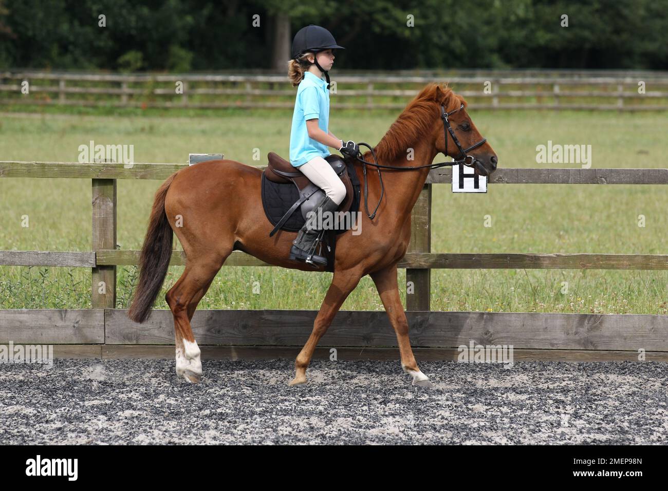 Young girl riding chestnut pony in paddock during riding lesson, side view Stock Photo