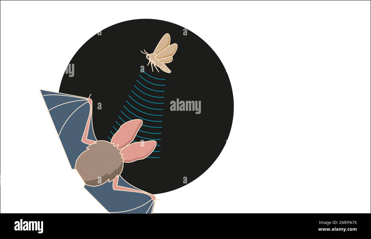 Sound Echo Clip Art