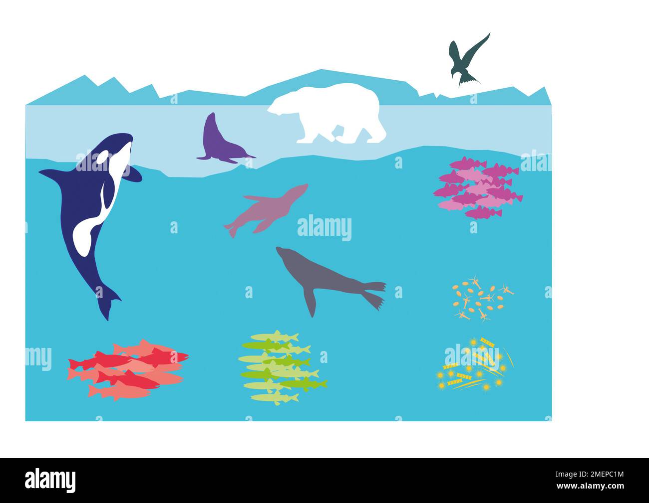 An Ocean Food Web Stock Photo