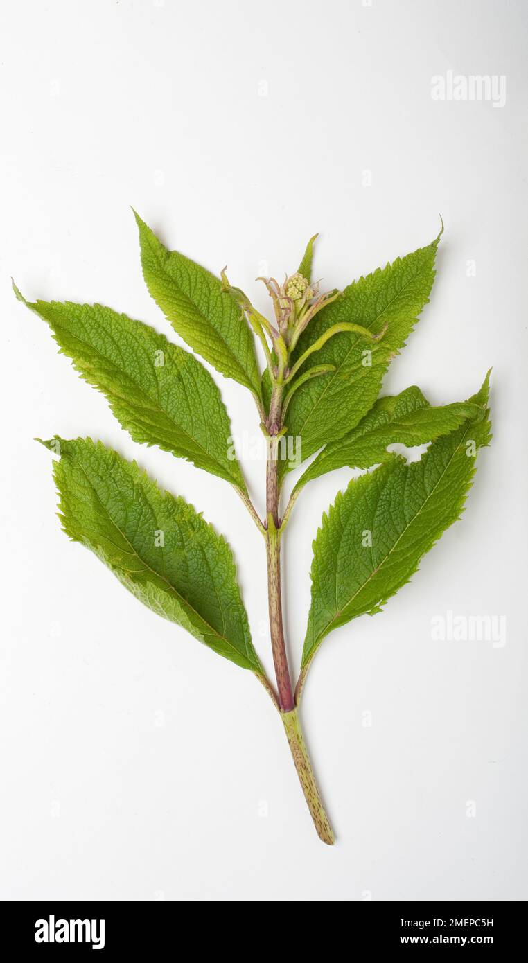 Eutrochium purpureum (Kidney-root) flower and leaf cutting, close-up Stock Photo