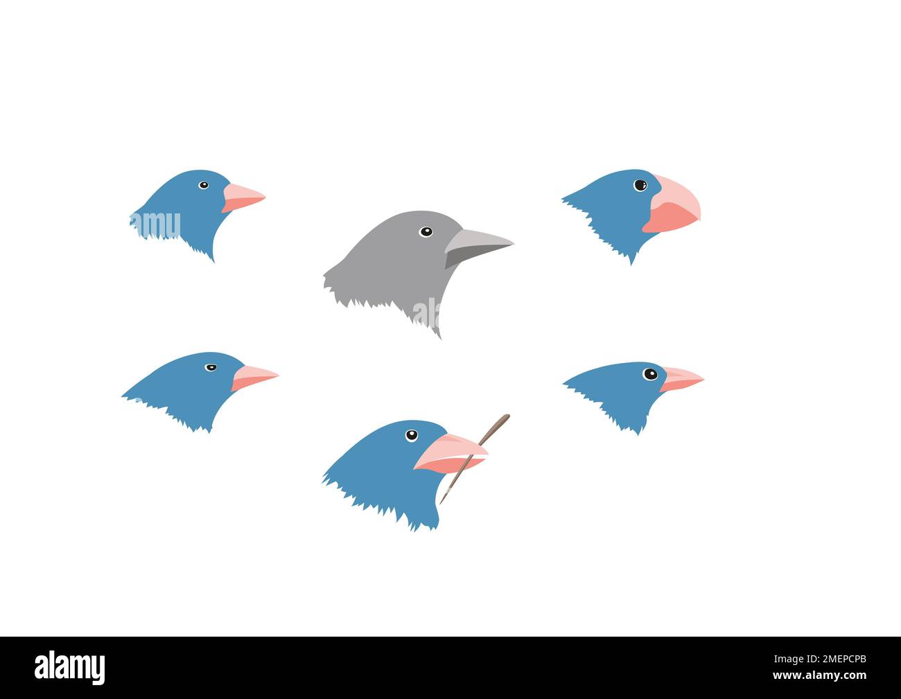 Darwin finches diagram hires stock photography and images Alamy