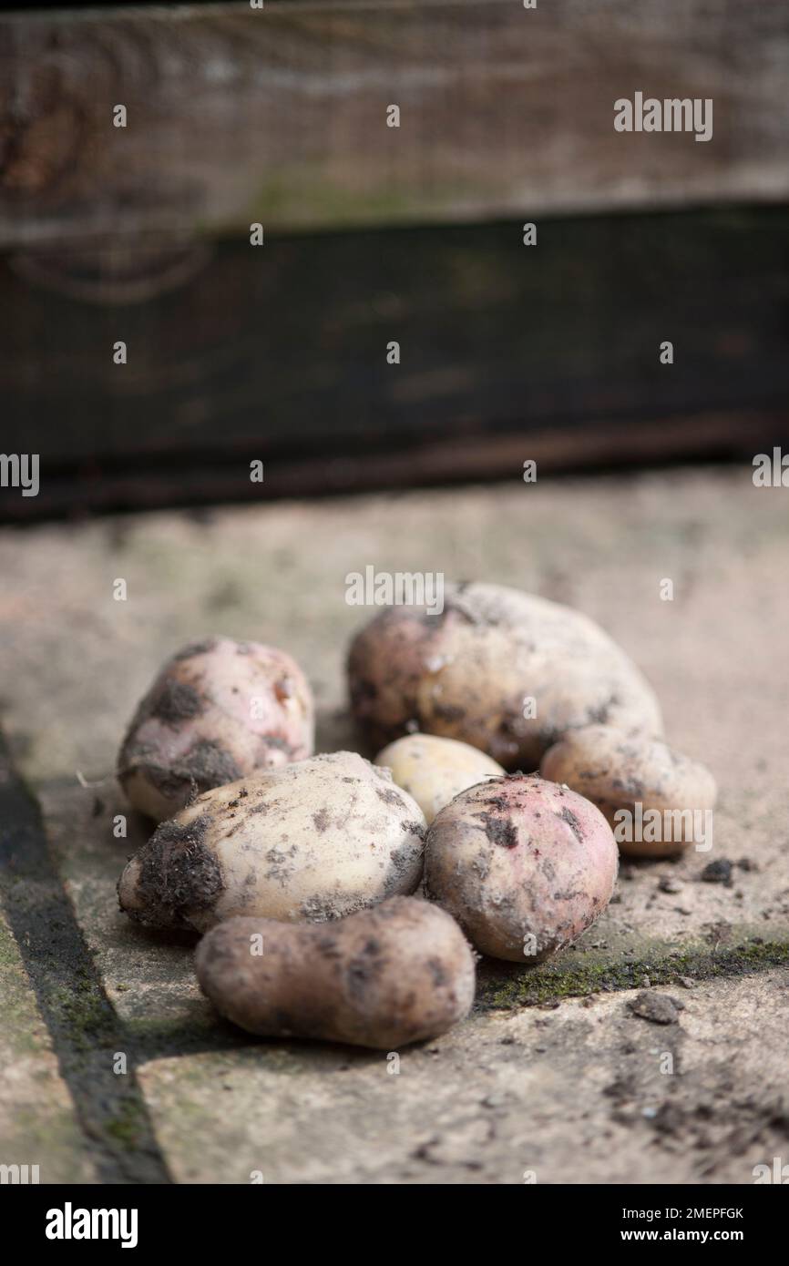 Potato Kestrel on patio Stock Photo