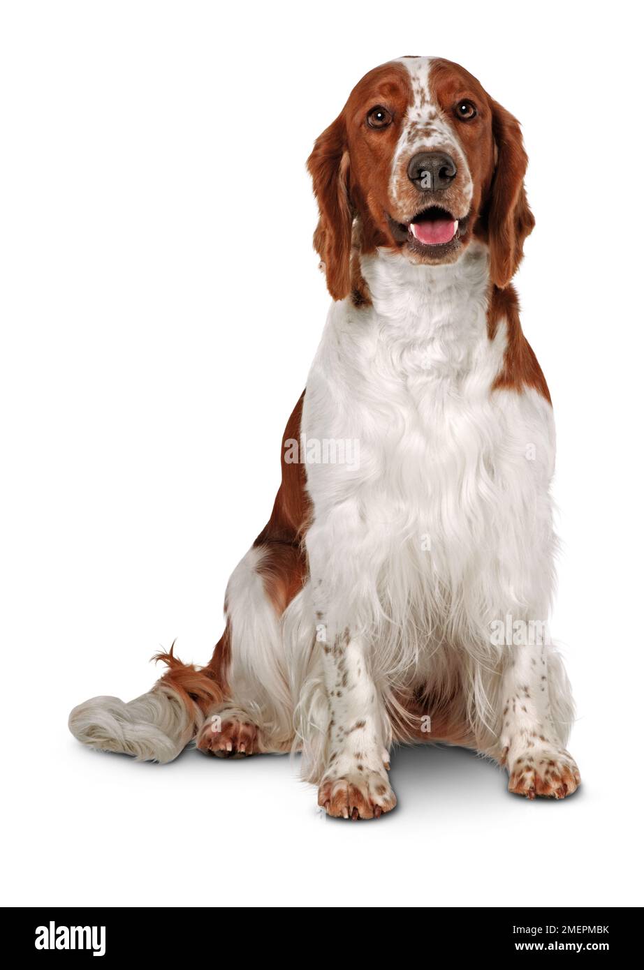 Welsh Springer Spaniel, sitting, front view Stock Photo Alamy