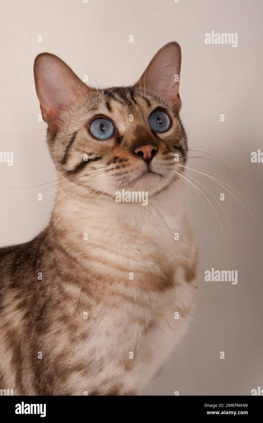 Brown rosetted Bengal cat with blue eyes, side view Stock Photo Alamy