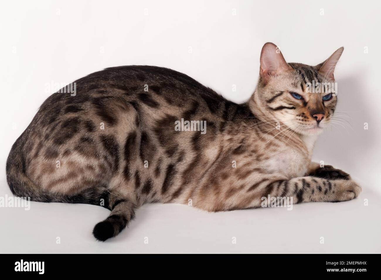 Brown rosetted Bengal cat with blue eyes, lying down, side view Stock