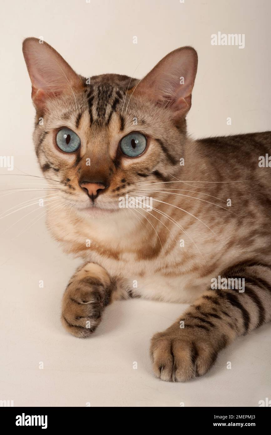 Brown rosetted Bengal cat with blue eyes Stock Photo Alamy