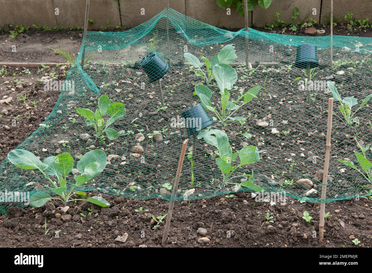 Vegetable plants under protective netting Stock Photo Alamy