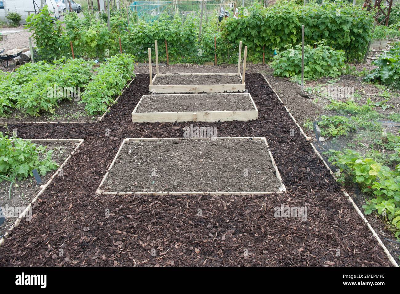 Three raised beds on an allotment surrounded by bark mulch Stock Photo