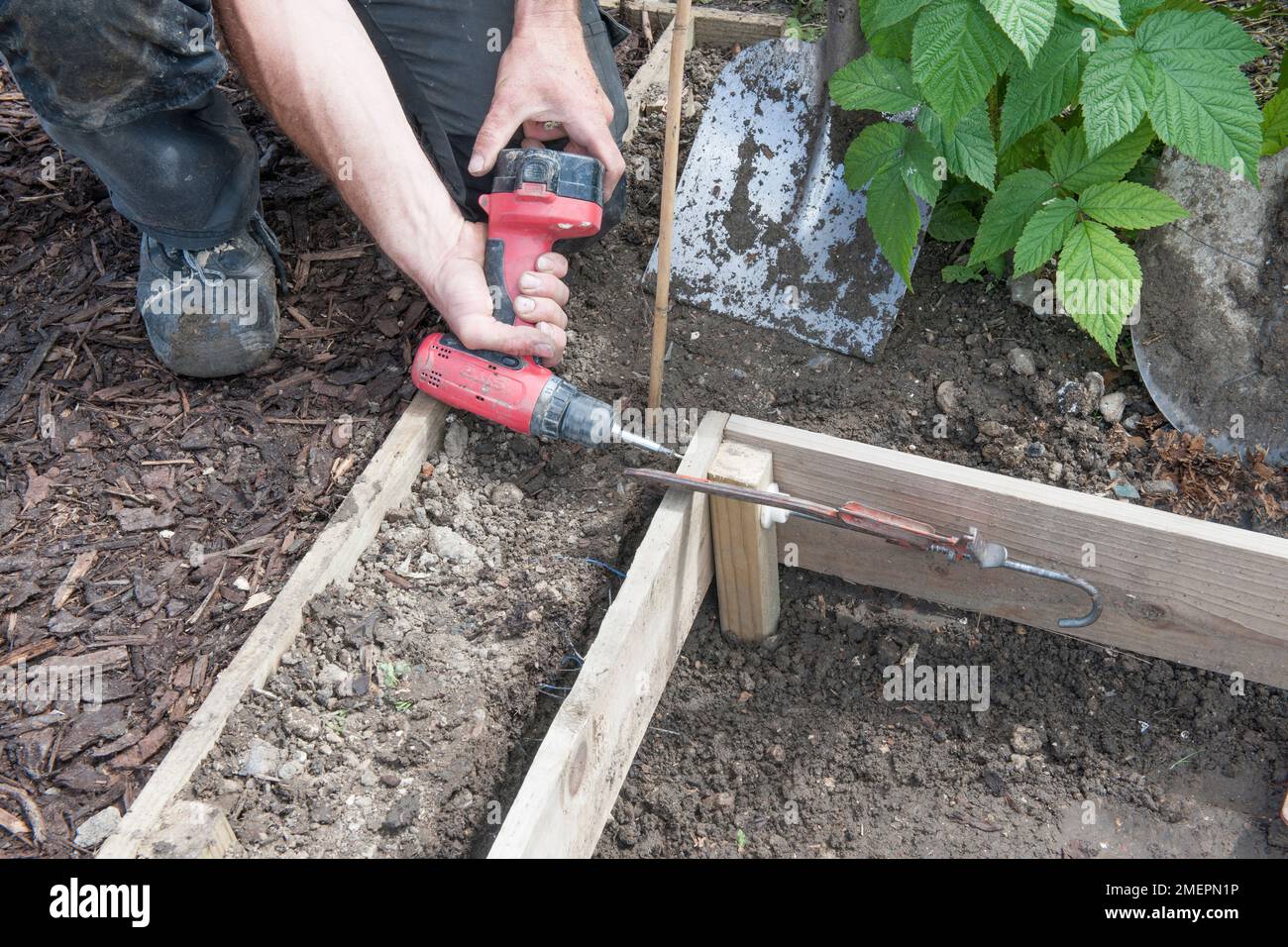 Man using clamp and drill to fix wooden posts to raised bed Stock Photo