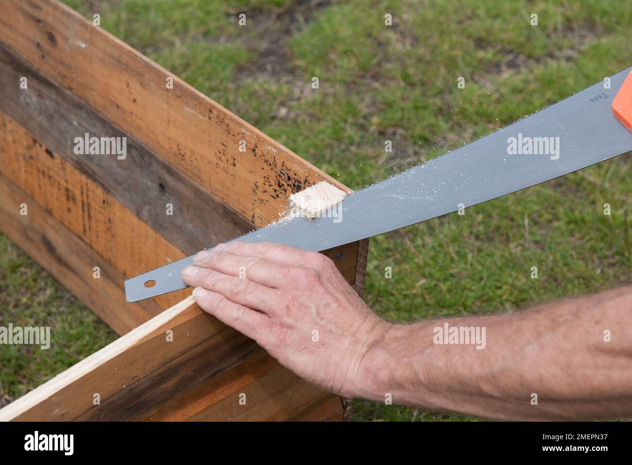 Sawing wood to construct cold frame Stock Photo
