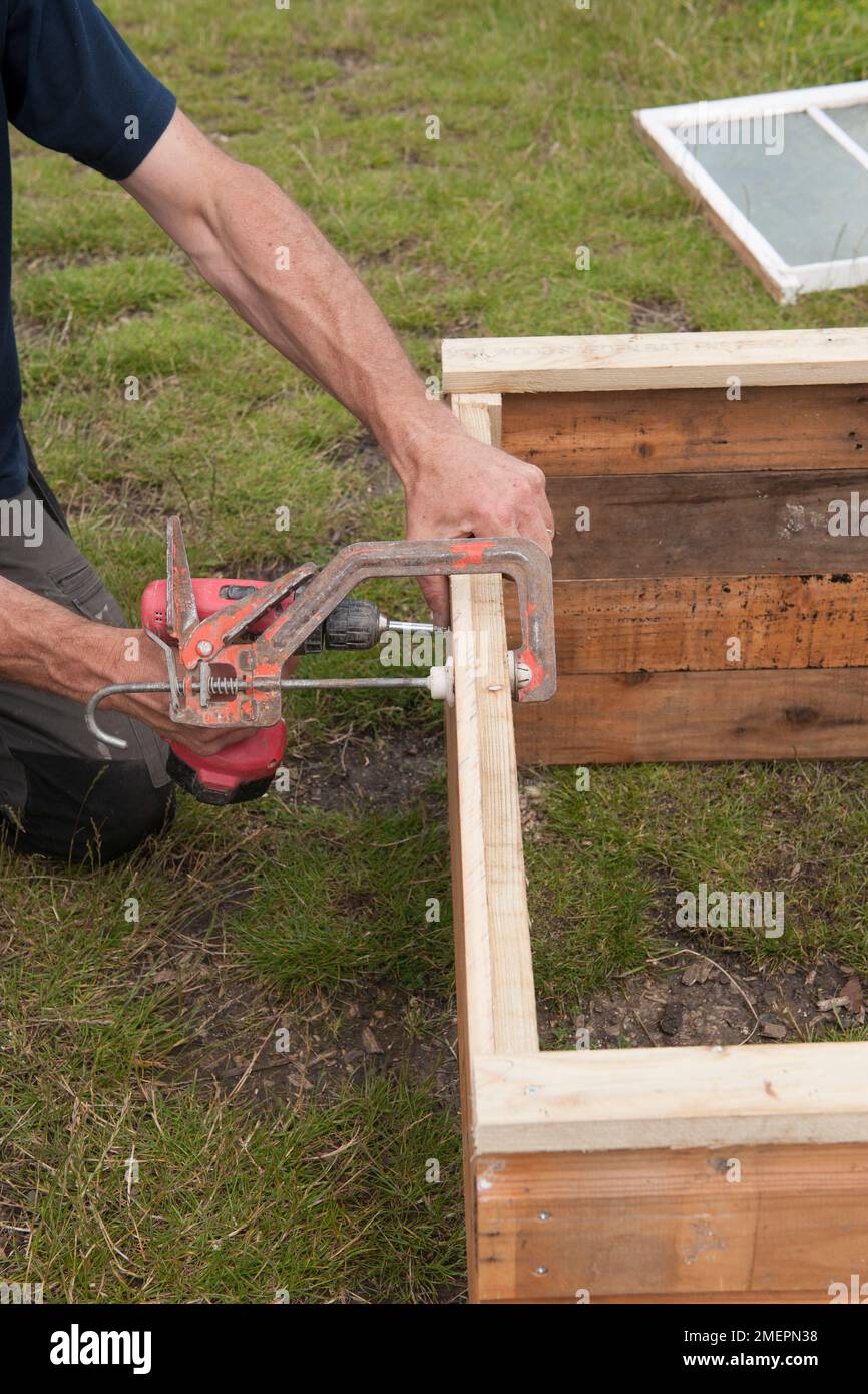 Man constructing wooden box with clamp and drill to construct cold frame Stock Photo