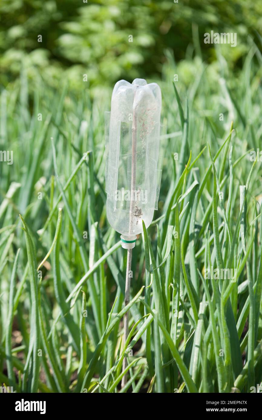 Recycled bottle on cane Stock Photo Alamy