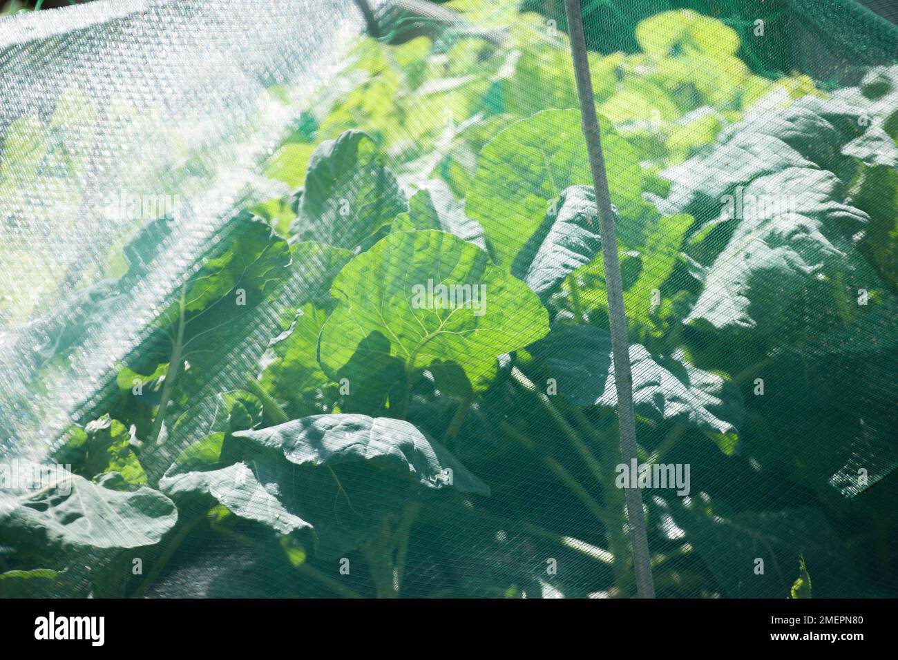 Cabbages netting hires stock photography and images Alamy