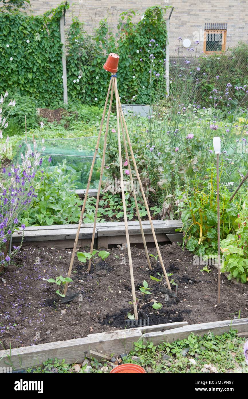 Beans planted at base of bamboo cane wigwam on allotment Stock Photo