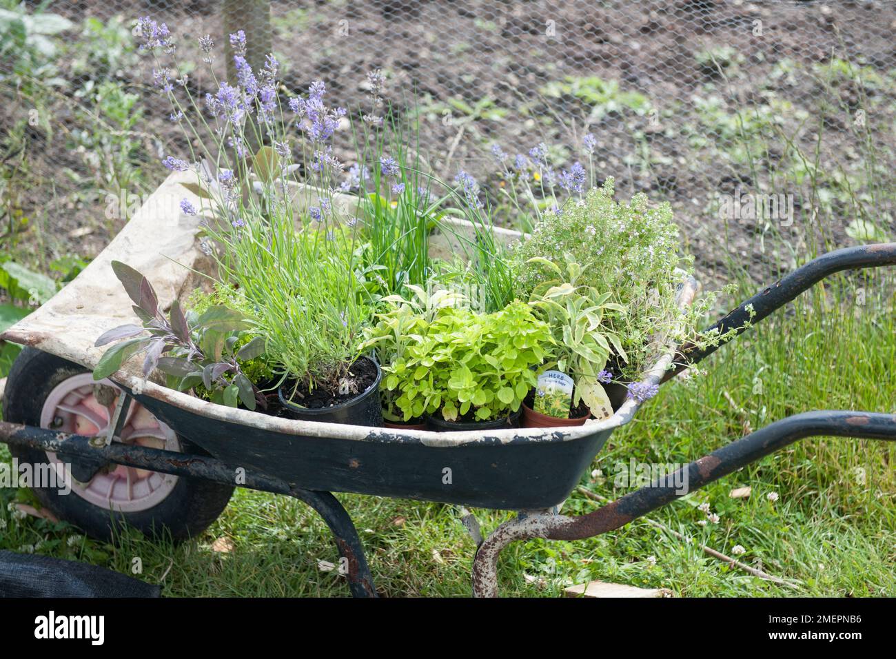 Pots of herbs in wheelbarrow Stock Photo