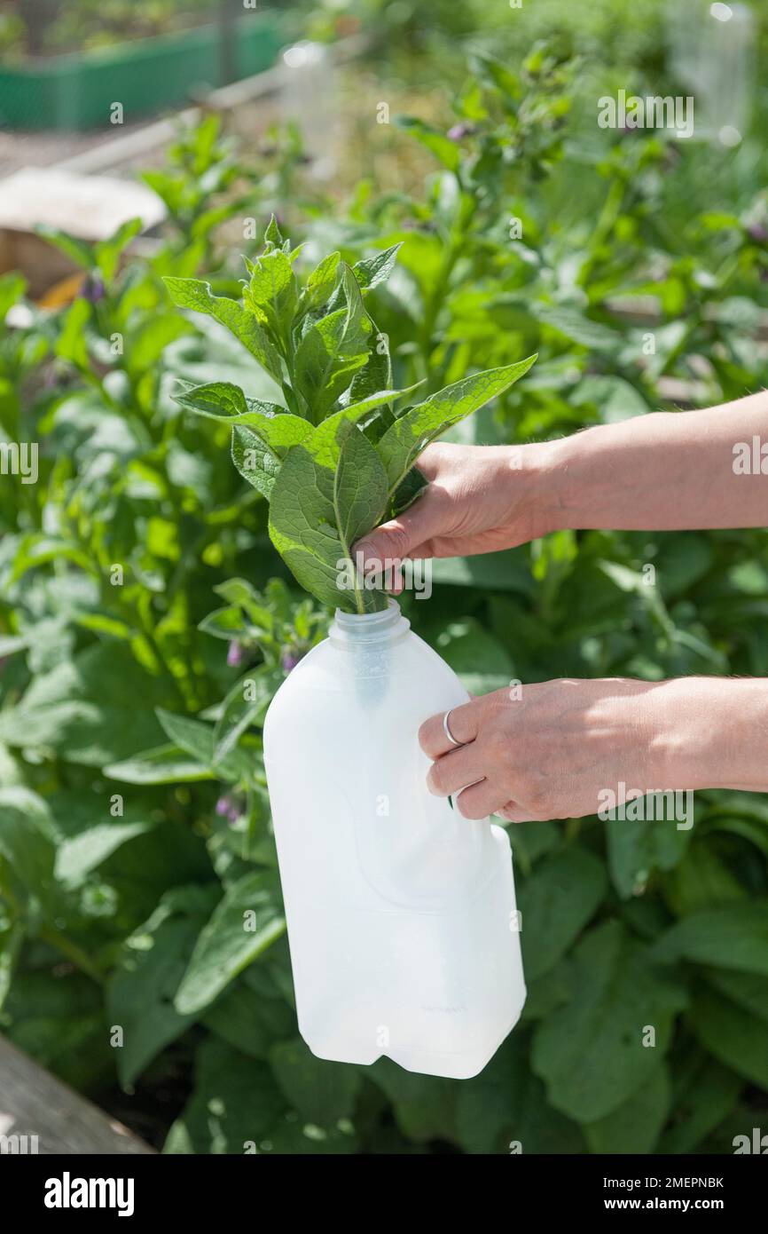 Placing comfrey into plastic bottle to create organic liquid fertiliser Stock Photo