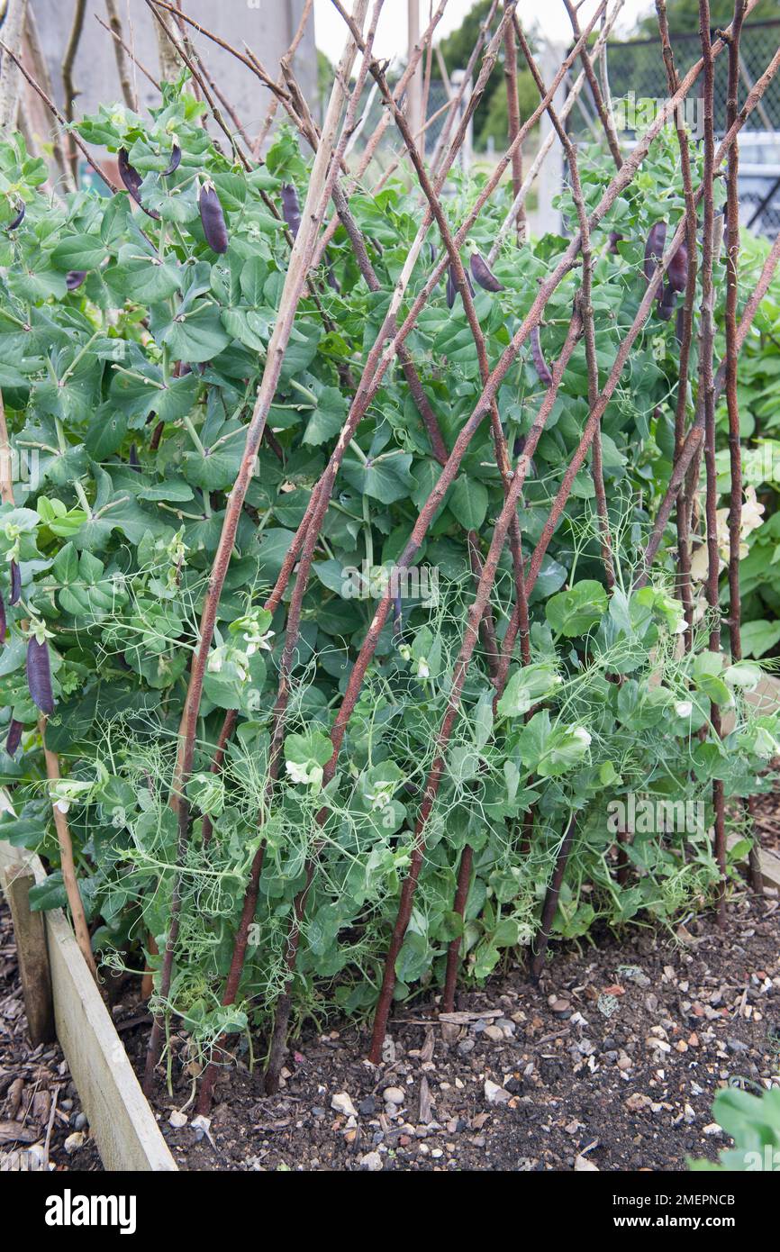 Sweetpeas growing up canes on allotment Stock Photo Alamy