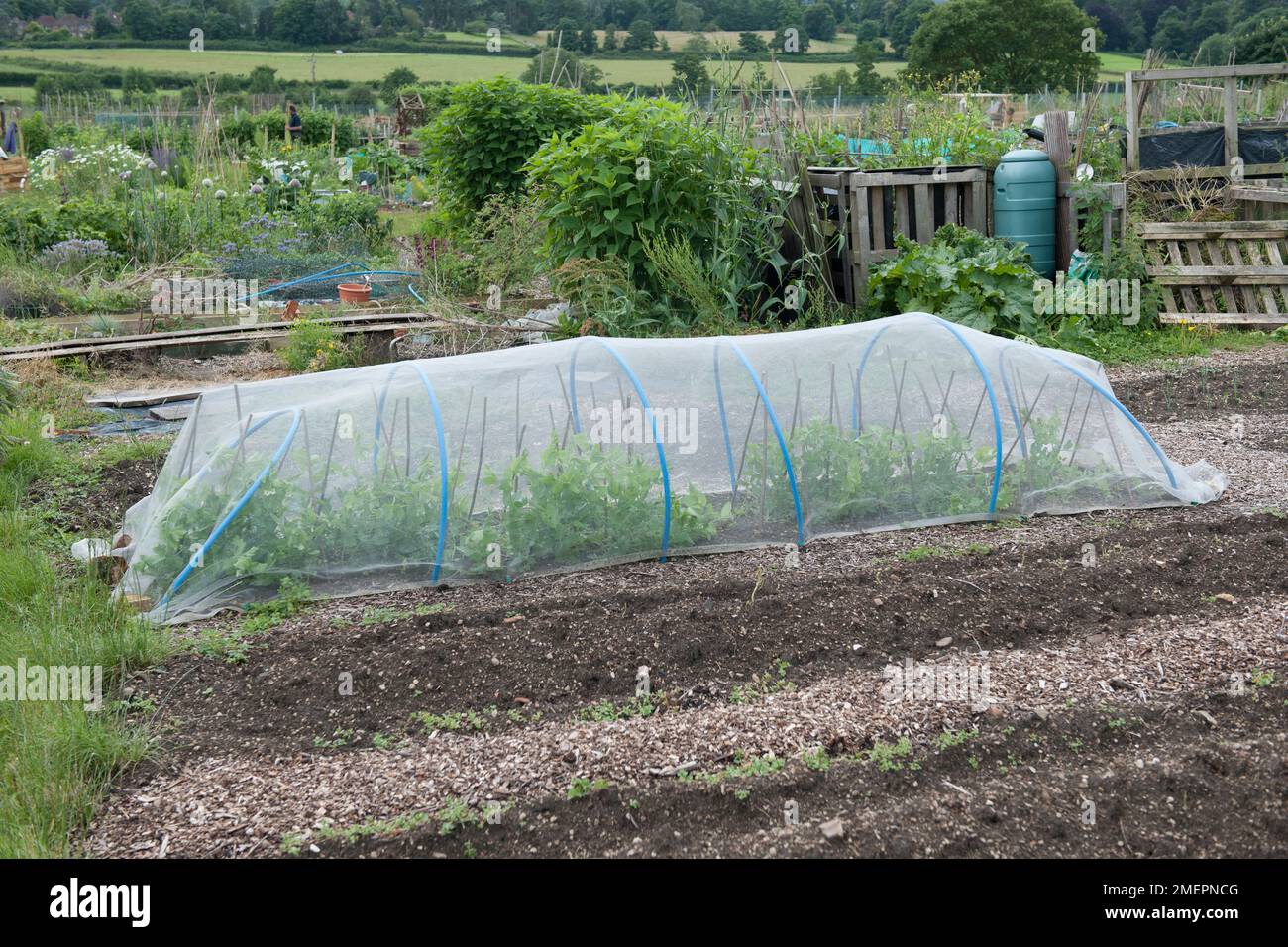 Polytunnel allotment hi-res stock photography and images - Alamy