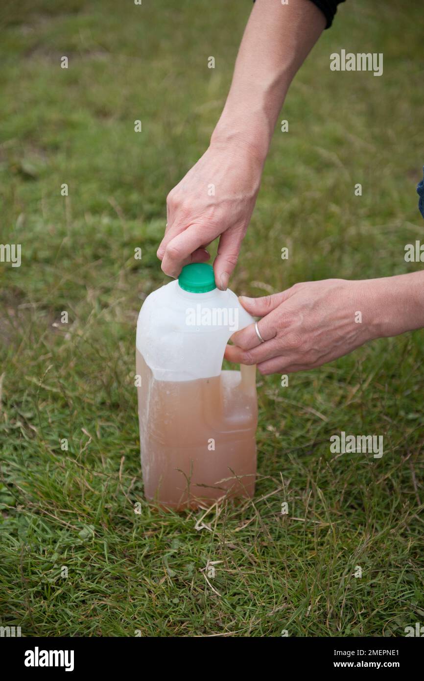 Organic liquid fertiliser in recycled plastic bottle, made out of comfrey Stock Photo
