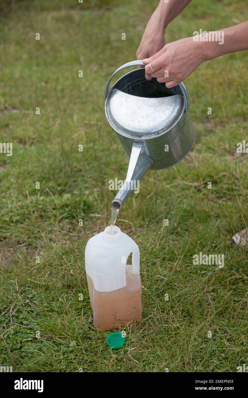 Pouring strained organic liquid fertiliser into plastic bottle, made out of comfrey Stock Photo