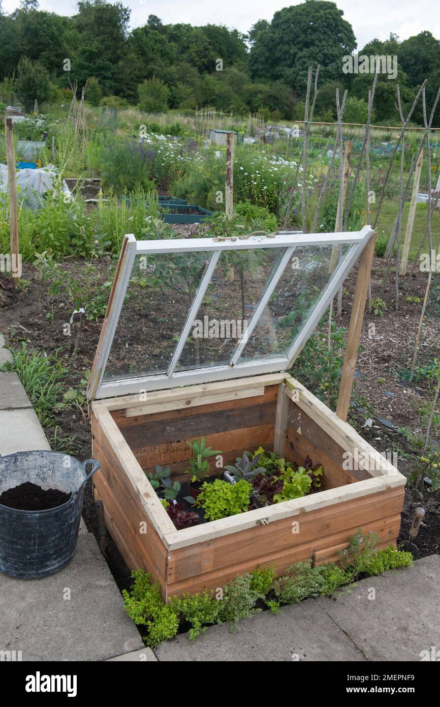 Cold frame full of salad crops on allotment Stock Photo