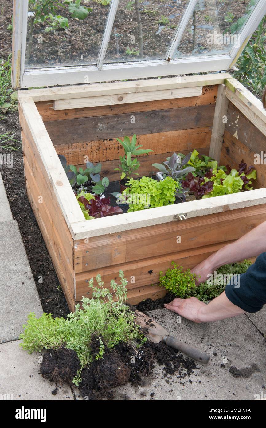 Planting herbs around cold frame full of salad crops Stock Photo