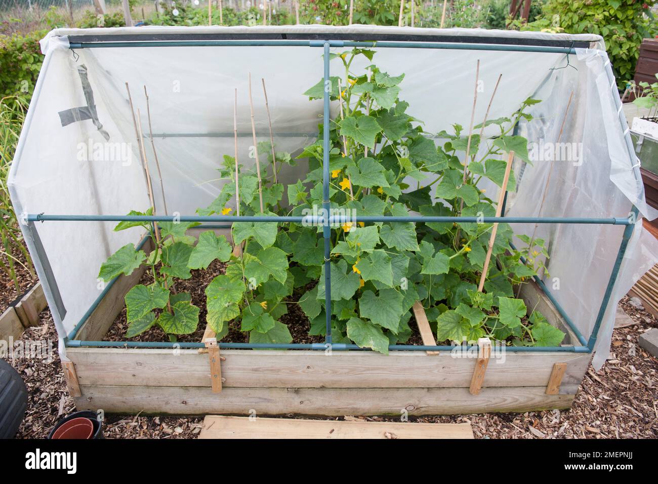 Courgette plants growing in raised bed with protective plastic sheeting Stock Photo