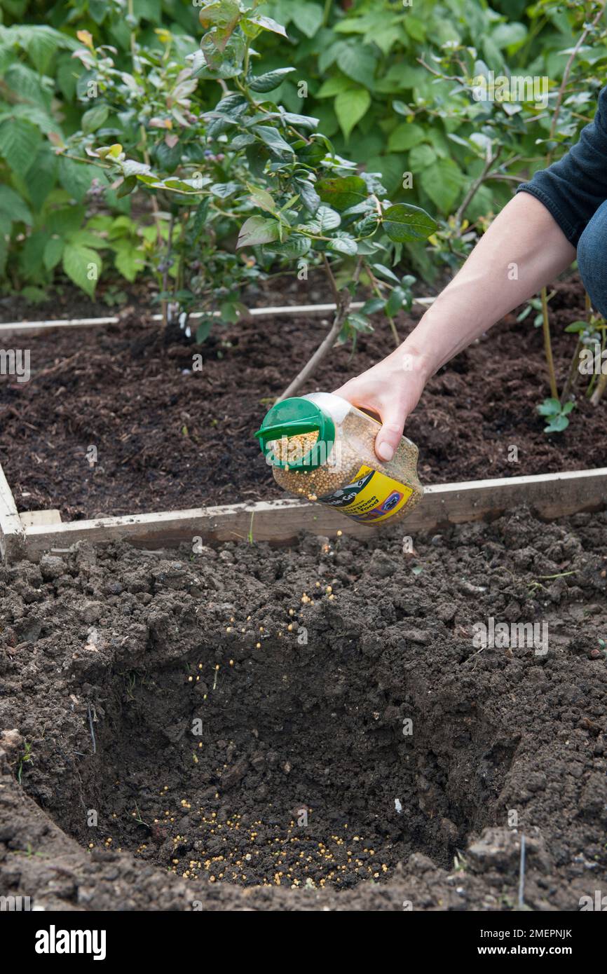 Adding fertiliser granules to base of plant hole Stock Photo Alamy