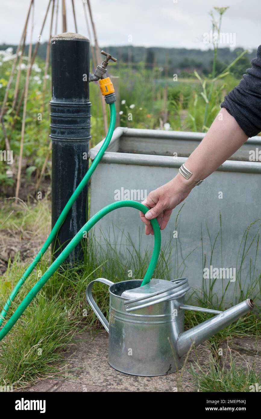 Filling watering can with water from tap and hose on allotment Stock