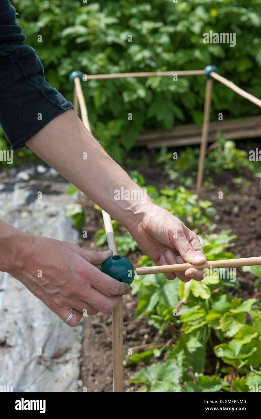 Constructing protective cage around strawberry plants Stock Photo