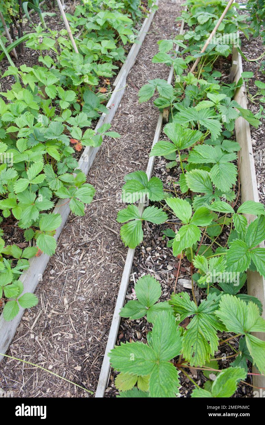Strawberry plants growing in narrow wood raised beds Stock Photo Alamy