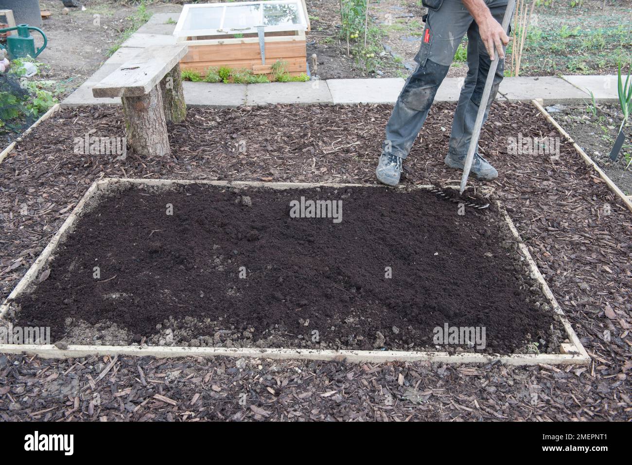 Man raking soil in raised bed on allotment Stock Photo Alamy