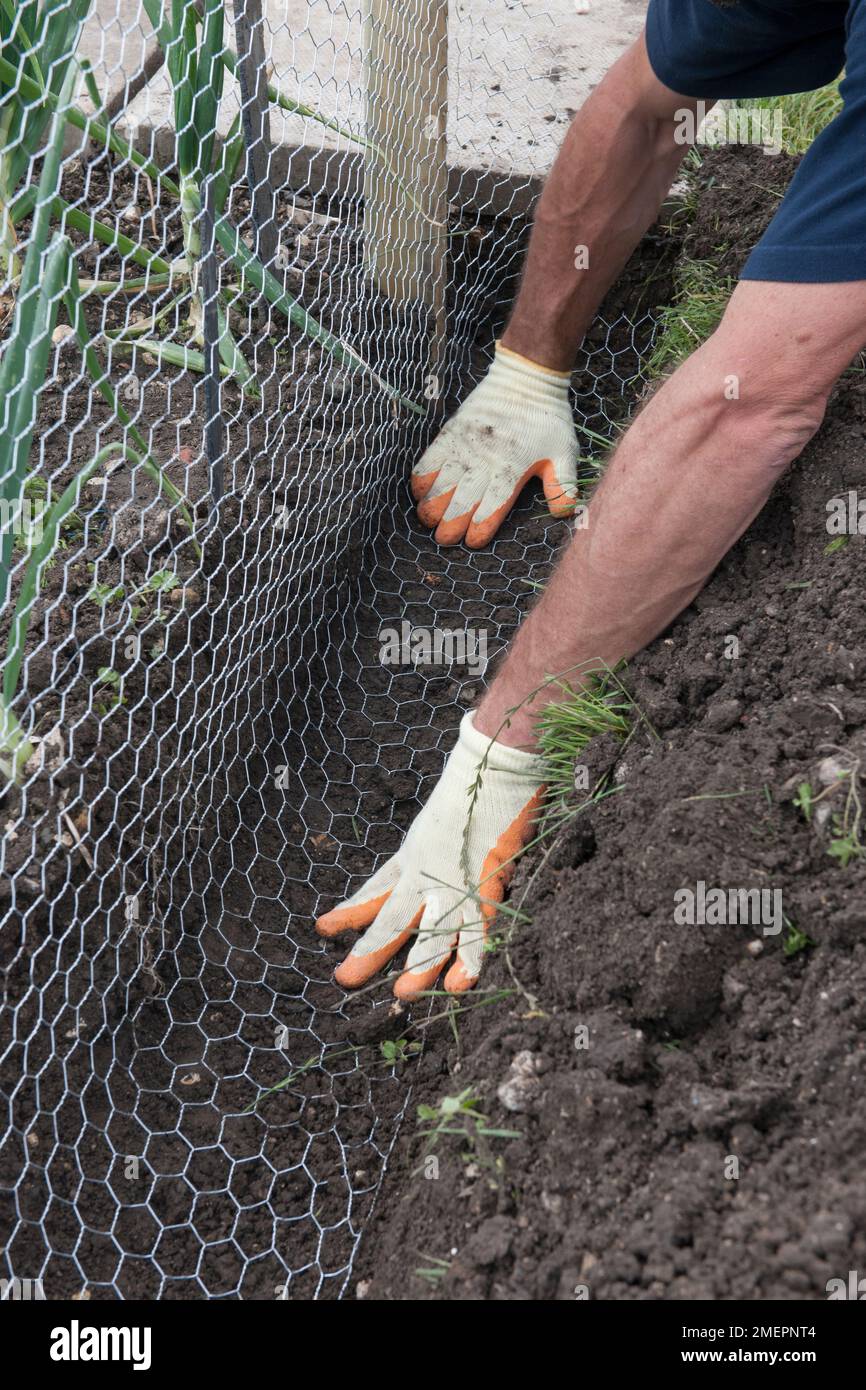Wire mesh garden soil hires stock photography and images Alamy